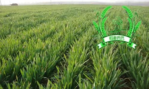 小麥農(nóng)藥促進分蘗的原因_小麥農(nóng)藥促進分蘗的措施_促進小麥分蘗的農(nóng)藥