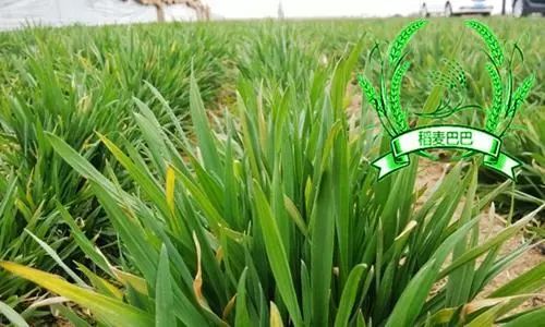 促進小麥分蘗的農(nóng)藥_小麥農(nóng)藥促進分蘗的措施_小麥農(nóng)藥促進分蘗的原因