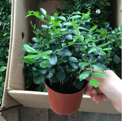 冬天凍死的植物還能活嗎_冬天植物凍死_冬天凍不死的室內綠植