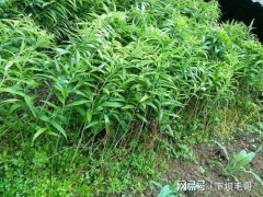 “農(nóng)村常見(jiàn)名貴藥材黃精，當(dāng)下很多人種植，如何施肥呢？”